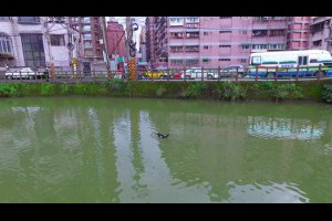 DJIP3A空中攝影北峰寺汐止金龍湖又名觀音湖空中鳥瞰鴛鴦戲水鵝兒水中游