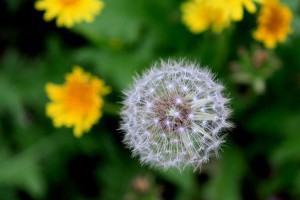 生活技.net: 有機構研究用 蒲公英 製作 輪胎 的可能性