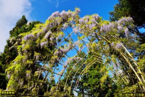 3月紫藤花盛開 梅山瑞里最美
