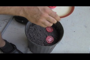 他把番茄切片後放入盆中，兩個禮拜後「超萌」的事件就發生了！