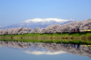 2016年日本全國最受歡迎的賞櫻景點TOP 5-欣日本-欣傳媒旅遊頻道