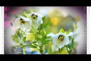 風雲海: 《奇蹟風采》所有的身不由己，就是「虛幻不實的自己」故意找砸自己、剝削自己，「真實的自己」是不可能讓自己身不由己的。 