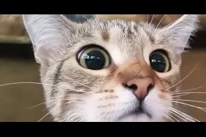 可愛的貓眼光圈來了