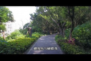 新北市新莊青年公園登山步道俯瞰新莊全景瞭望台鳥語蟬鳴蝴蝶飛舞7月最繽紛