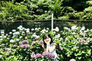 【台北遊】陽明山水車寮步道繡球花田 (高家繡球花) 花兒賞人 @ 愛麗絲絲絲絲的夢遊小仙境 :: 痞客邦 PIXNET ::