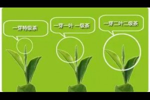 孫紅茶行 Sun Home Tea - 動態時報 | Facebook