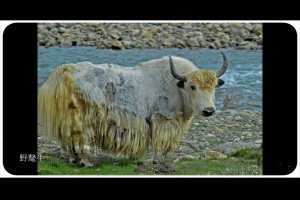 重點保護瀕臨絕種一級保護野生動物名錄IUCN紅色名錄簡稱紅皮書1963年開始編製快要絕種的動物