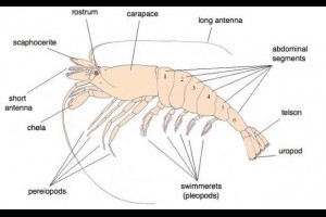 愛吸「蝦頭」，又怕吸到重金屬、排泄物？醫師破解「蝦頭」秘密 - 蘭姆酒吐司 - 新知 - 良醫健康網 - 商業周刊（百大良醫）