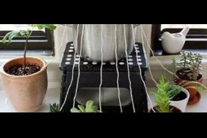 一個月不澆水，照樣養出艷麗鮮花，養花的不看就虧大了 ！ | Giga Circle