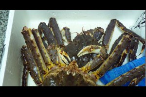 [食記]秋天就是要吃蟹-2016螃蟹季首發：北海道帝王蟹