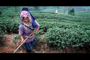 孫紅茶行 Sun Home Tea - 動態時報 | Facebook