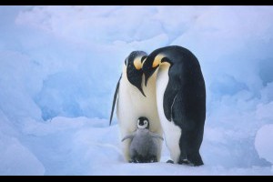 離開父母與幸福婚姻 | JGospel.Net