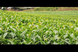 孫紅茶行 Sun Home Tea - 動態時報 | Facebook