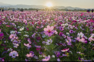 台中‧新社 | 2016新社花海，花海可以這樣拍