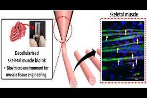 生活技.net: 韓國用3D打印技術成功製造肌肉