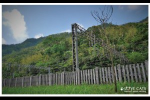 《新北瑞芳》貓奴的天堂●猴硐貓村 @ ★★★★布萊美旅團★★★★ (咖啡、美食、建築、設計、旅行) :: 痞客邦 PIXNET ::