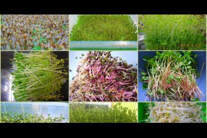 太平洋有機農藝: 【DIY培育有機芽菜】種出健康，吃出營養 ...豆芽,發芽,生機飲食,diy種豆芽菜,發芽豆漿,排毒精力湯,催芽豆漿,豆苗菜,自己孵豆芽,豆芽食譜