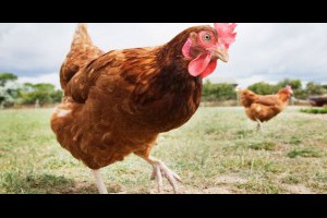  12生肖2017年雞年運程大全及破解 |風水星象命理中心 Feng Shui Central