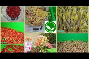 有機芽菜/芽菜機/芽菜箱/芽菜種子: 吃【紅豆芽】有很多方法與【紅豆芽的營養價值】...紅豆,紅豆水,屏東紅豆,懷孕紅豆水,紅豆水減肥,紅豆水功效,紅豆水怎麼煮,紅豆功效,月子紅豆水,紅豆水紅豆
