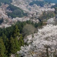 【關西】吉野山花見——看漫山遍野的「一目千本」