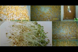 太平洋有機農藝: 【有機葫蘆巴豆芽菜】有益糖尿病與哺乳期追奶茶的煮法公開...葫蘆巴,葫蘆巴茶,fenugreek,fenugreek seeds,香豆子,葫蘆巴膠囊,葫蘆巴籽功效,葫蘆巴粉功效,葫蘆巴發奶茶,葫蘆巴鹼