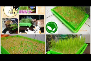 有機芽菜 芽菜種子 芽菜機 芽菜箱 水耕盤: 【貓草小麥草】無土栽培~★喵星人愛吃有機水耕小麥草...小麥,小麥胚芽,回春水,貓草,貓草是什麼,回春水的功效,貓草小麥草,貓草怎麼種,貓草種子哪裡買,生麥芽汁