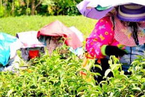 【孫紅看見的臺灣】東部春茶甘甜 晚半個月上市東部好山好水產出好茶... - 孫紅茶行 Sun Home Tea | Facebook