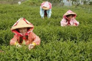【孫紅的茶餘飯後】聞癌色變！　吃什麼可遠離惡性腫瘤？這一定要筆記下來的... - 孫紅茶行 Sun Home Tea | Facebook