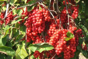山間一野果，身藏5種味，治病強身本領高 