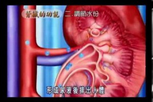 腎臟保健教學DVD-part1