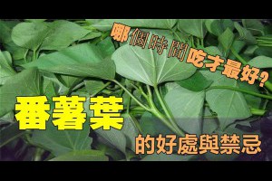 番薯葉能保護血管、清潔腸道、護肝護腎，但是萬萬不能跟這個一起吃 