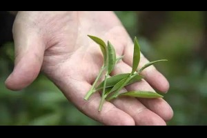 【茶從一片樹葉變成一杯茶 它的三次生命】... - 孫紅茶行 Sun Home Tea | Facebook