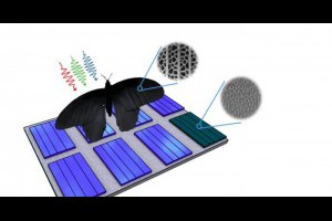 生活技.net: 受蝴蝶翅膀啟發科學家開發吸光能力 2倍的太陽能板