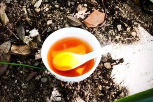 【這些高揚香氣的茶到底是怎麼來的呢？ 】... - 孫紅茶行 Sun Home Tea | Facebook