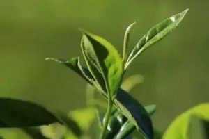 【茶裡面這種東西比黃金還珍貴！ 】... - 孫紅茶行 Sun Home Tea | Facebook