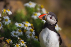 冰島本地人的推薦行程：冰島夏季、冬季五日自駕遊／自由行 | Guide to Iceland