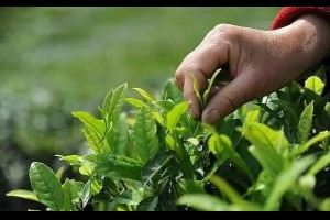 【一斤好茶到底要採摘多少顆嫩芽? 】喝者無心，採者有意，... - 孫紅茶行 Sun Home Tea | Facebook