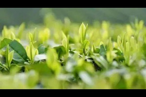 【春茶為何好？ 】... - 孫紅茶行 Sun Home Tea | Facebook