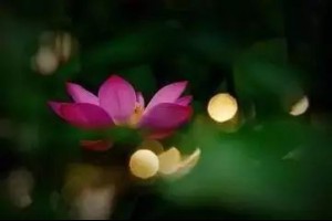 【做人的最高境界：裝傻】... - 孫紅茶行 Sun Home Tea | Facebook