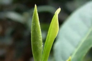【春季流感多發 注意預防】... - 孫紅茶行 Sun Home Tea | Facebook