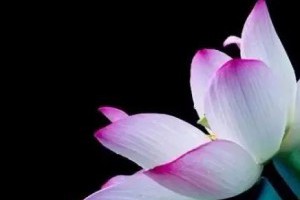 【李嘉誠退休，他最喜歡左宗棠這8句話，影響無數人！ 】... - 孫紅茶行 Sun Home Tea | Facebook