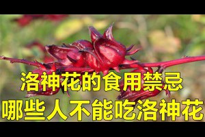 洛神花的食用禁忌！這些人千萬不能吃洛神花！分享給身邊人