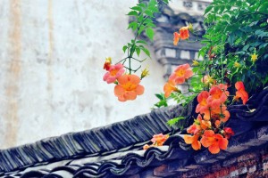 【一枚銅錢的故事 - 深度好文】... - 孫紅茶行 Sun Home Tea | Facebook