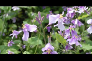 浙江杭州富陽賞花看古居2006年-張傑克JC