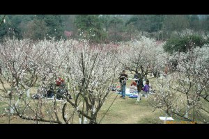 杭州靈峰探梅2006年學長姐跟同期一起去賞花【中部】-張傑克