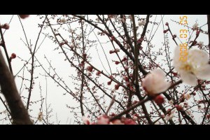 杭州靈峰探梅2006年學長姐跟同期一起去賞花【下部】-張傑克