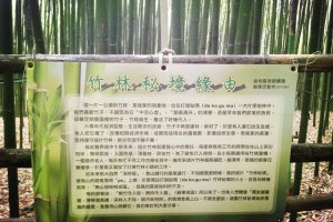  台灣苗栗【泰安】竹林秘境~打卡熱門地點 不常見的一大片竹林 烏嘎彥方向 ： 張傑克 