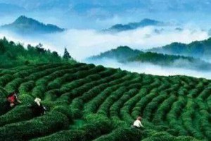 【關於泡茶的“留根法”】... - 孫紅茶行 Sun Home Tea | Facebook