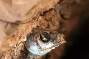 【一條忍著不死的魚 - 深度好文】... - 孫紅茶行 Sun Home Tea | Facebook