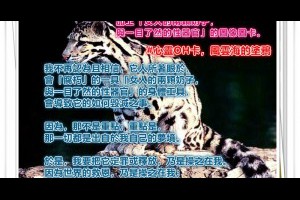  風雲海: 【心靈OH卡】勁爆組合：「腐朽」字卡，加上「女人的兩顆奶子與一目了然的性器官」的圖像圖卡。 